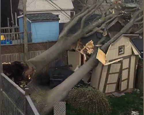 la tormenta arrancó árboles en Ontario Dos muertos y corte de electricidad por tempestad en Canadá